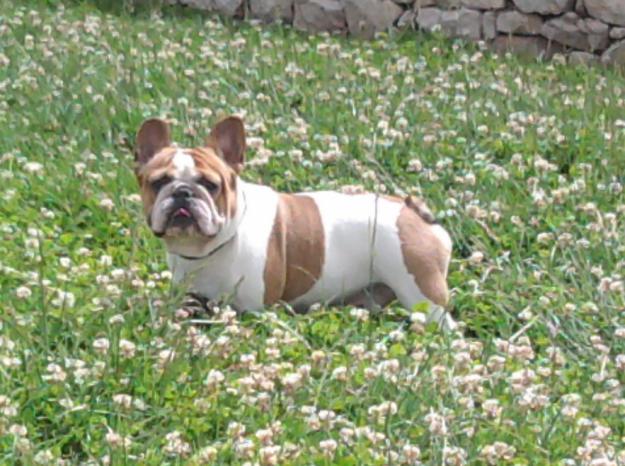 Bulldog francés para montas.