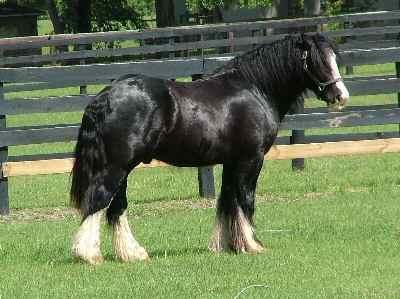 CABALLO HISPANO LUSITANO 750