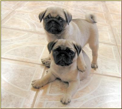 Cachorritos de Carlino Pug de estupenda Calidad