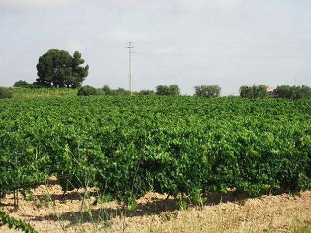 Finca rústica en Vilafranca del Penedès