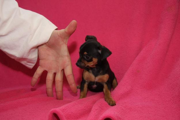 Pinscher Toy Malaga