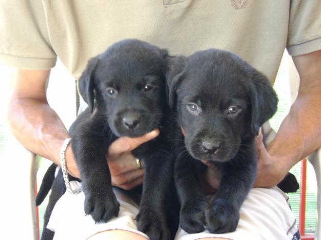 Vendo cachorros de Labrador