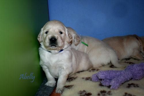 Abelly Golden Retriever