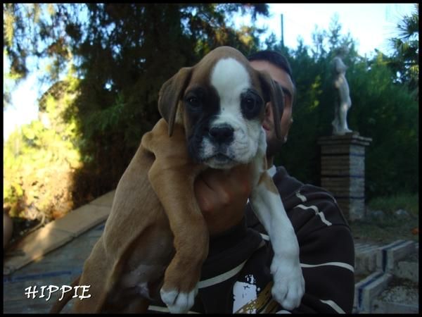 BOXER DORADOS INCREIBLES CACHORROS