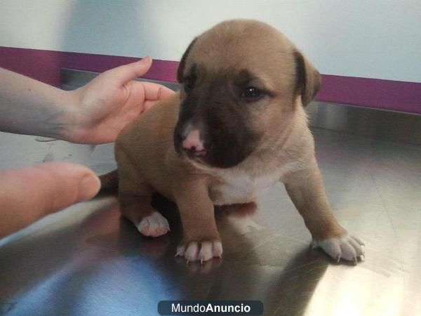 cachorrita bullterrier