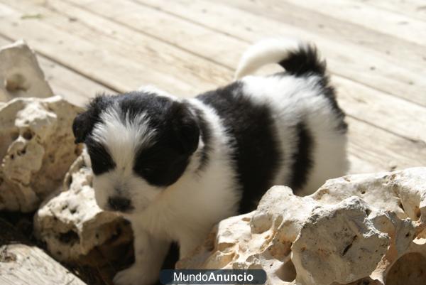 cachorros de madre samoyedo