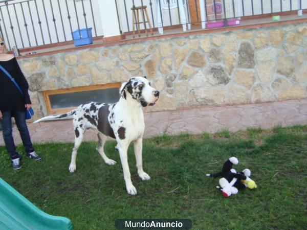 Dogo Aleman Con 2 Meses Cachorros Listos para entregar