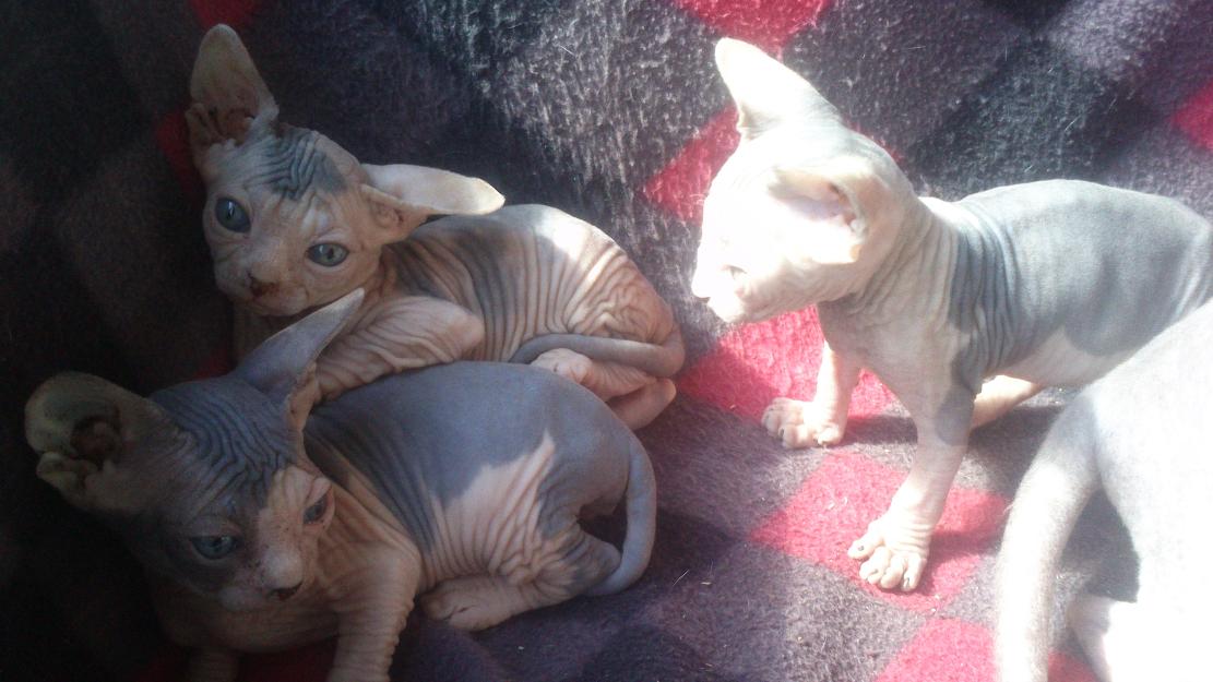 Gatitos Sphynx