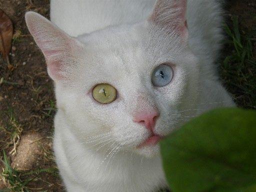 HOMI, precioso gatito blanco en adopción.