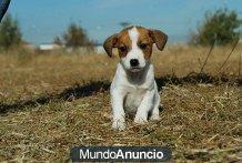 Perritos Jack Russell de Calidad