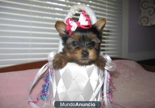 Regalo  Yorkshire Terrier cachorros