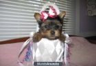 Regalo Yorkshire Terrier cachorros - mejor precio | unprecio.es