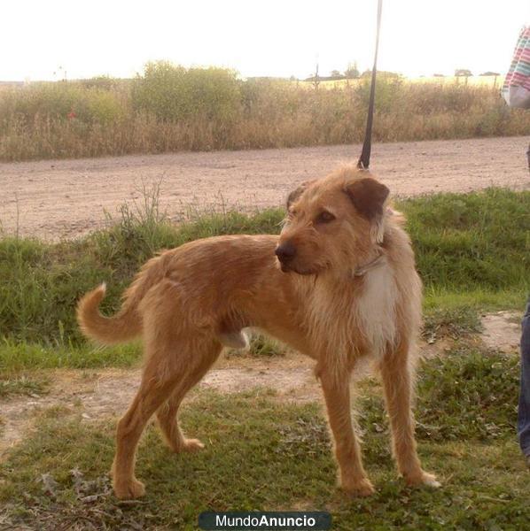 Rocky perro mestizo mediano en Valladolid