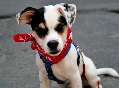 Toby, el Jack Russell Terrier Mix