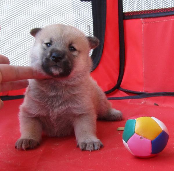 Ultimo machito de Shiba inu rojo !