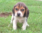 beagle cachorros - mejor precio | unprecio.es