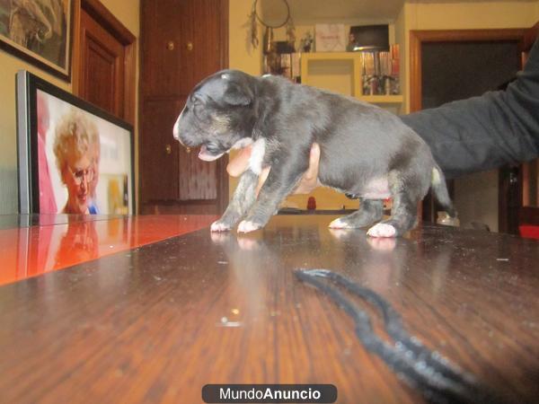 bull terrier de magnifico pedigree