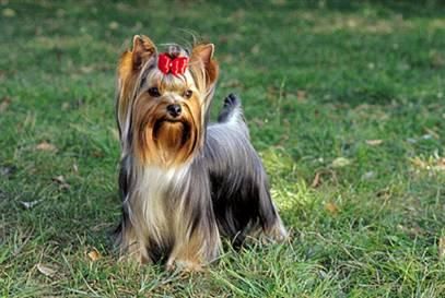 Cachorritos de yorkshire terrier