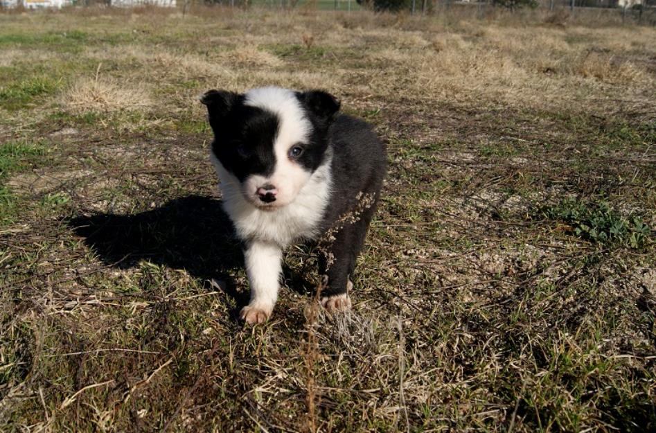 Cachorro border collie