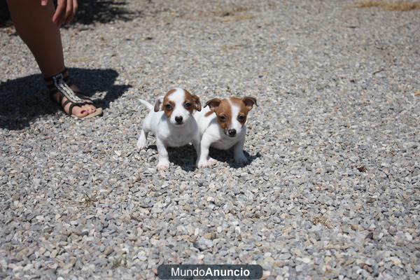 Camada Jack Russell 250€