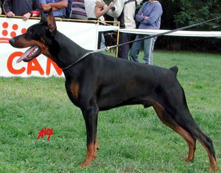 doberman , lulus de pomerania blancos y ratones de praga maxima calidad de cria