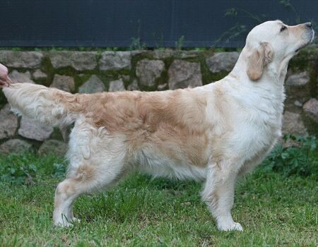 Magnifica camada de Golden Retriever libres de displasia y cataratas