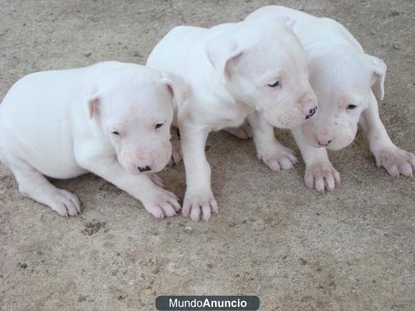 Regalo  cachorros de dogo argentino