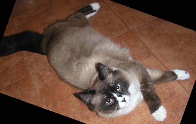 Regalo gato RAGDOLL con 8 meses vacunado