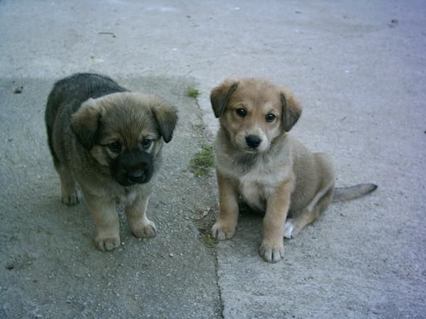 Se regalan cachorros