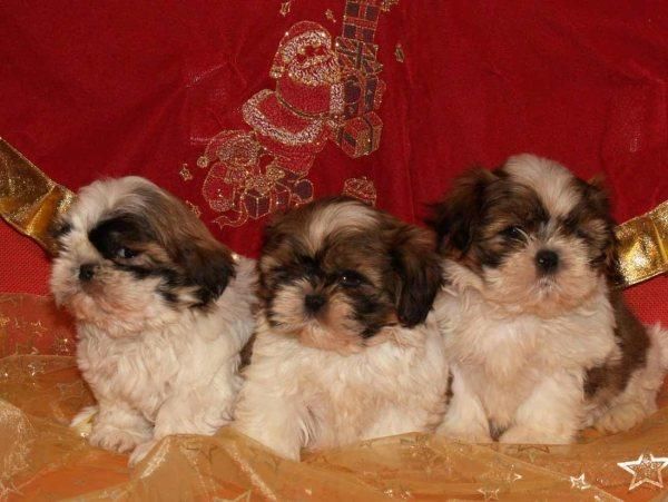 Shih-tzu,preciosos cachorros de pura raza