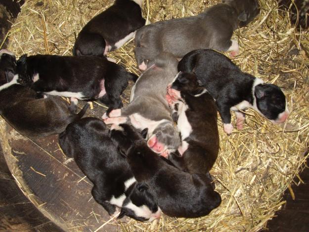 vendo cahorros de american staffordshire terrier