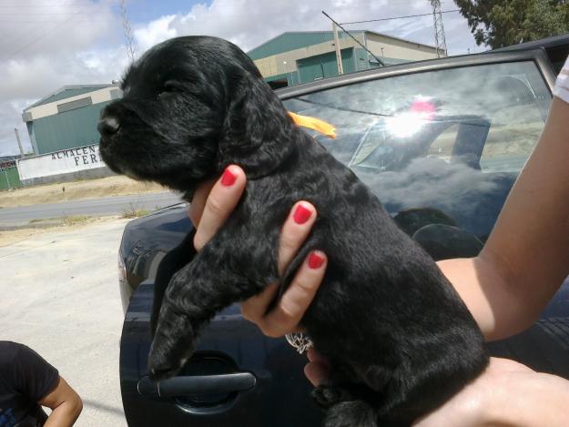 Cocker Spaniel Inglés