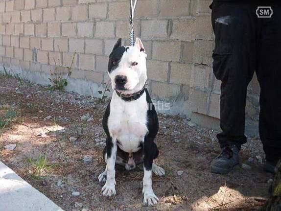 American pit bull terrier en valladolid