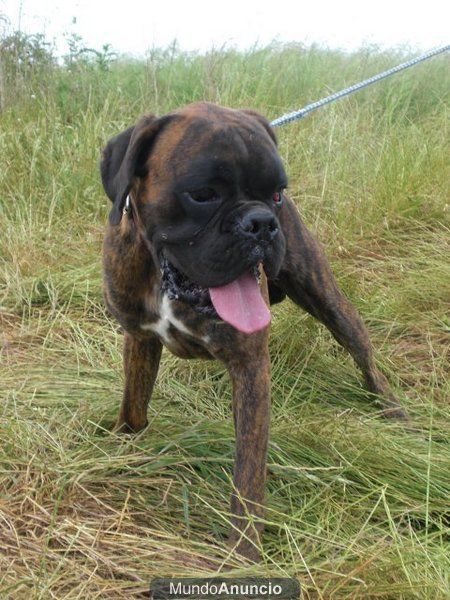 Boxer autentico atigrado macho en adopcion