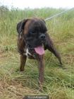 Boxer autentico atigrado macho en adopcion - mejor precio | unprecio.es