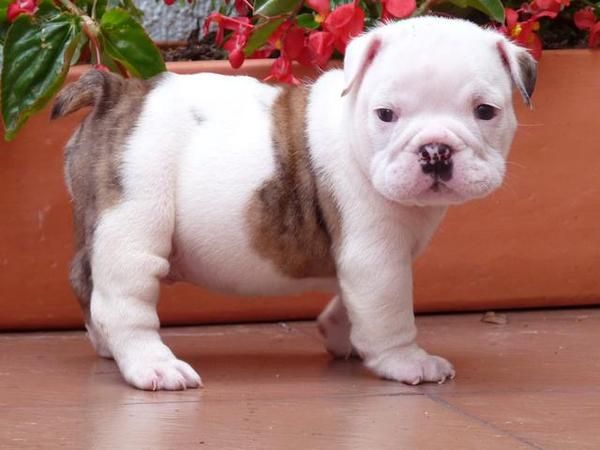 Bulldog ingles ven a por tu cachorro