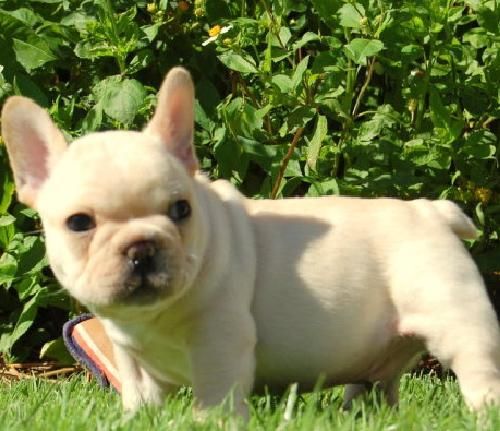 Cachorros Bulldog Frances 100euro