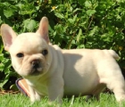 Cachorros Bulldog Frances 100euro - mejor precio | unprecio.es