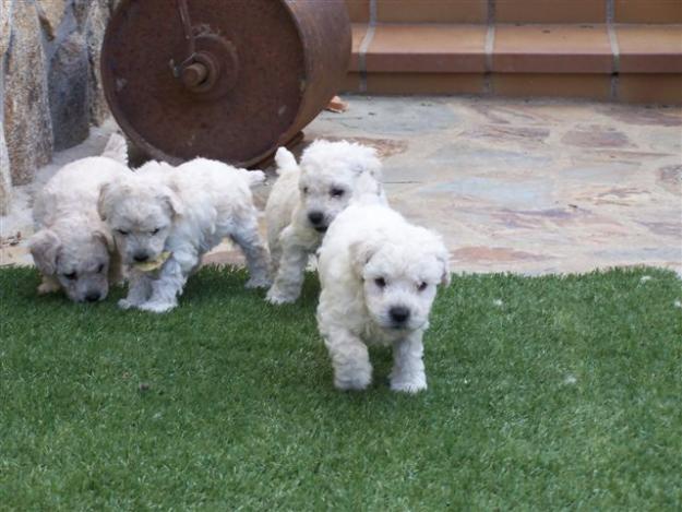 Caniche enano blanco con pedigree 300€ CRIA FAMILIAR: 4 de julio cumple 2 meses!