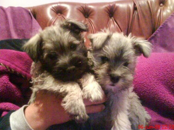 SCHNAUZER MINIATURA SAL Y PIMIENTA