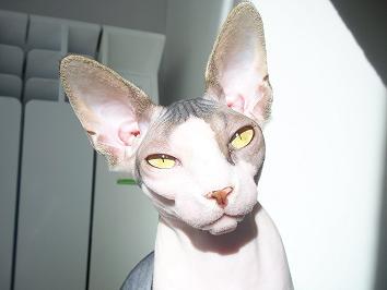 SE BUSCA NOVIO SPHYNX