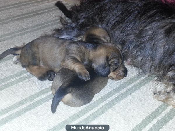 Vendo cachorro de teckel macho de pelo duro