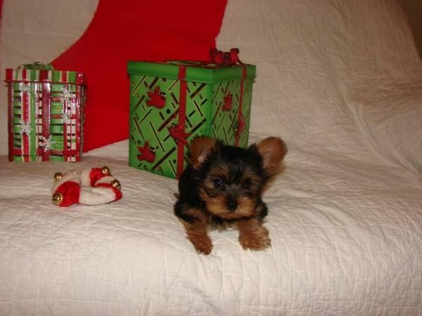 Alegres y afectuosos cachorros de Yorkshire Terrier