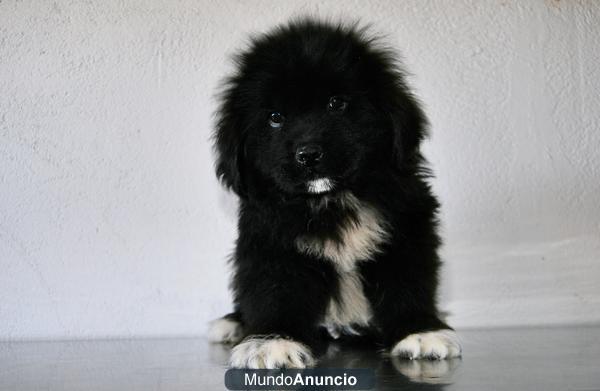 cachoritos de terranovas listos para su entrega