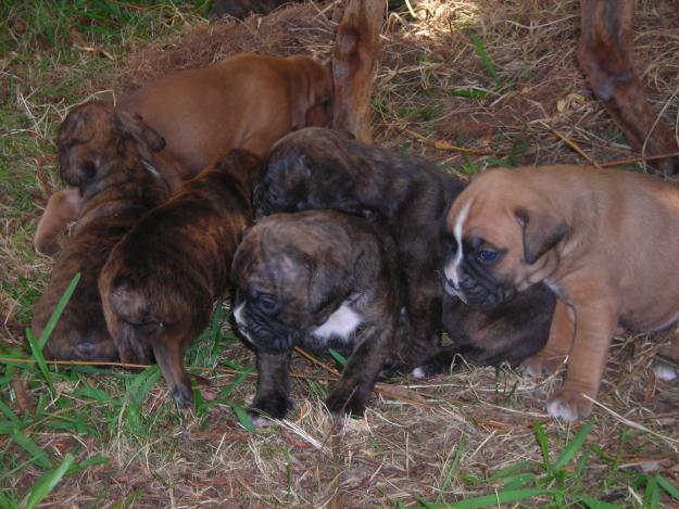 cachorros de boxer