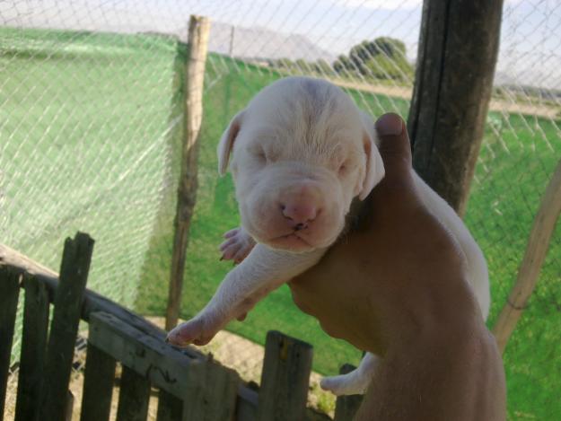 Camada de dogo argentino de pura raza