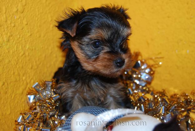 dos yorkshires terrier de 1 mes y medio