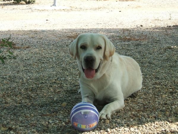 perro labrador retriever