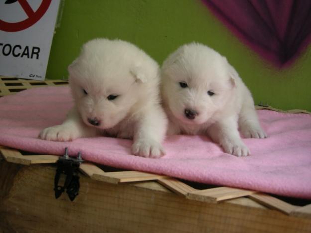 Samoyedos preciosos