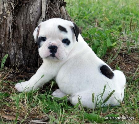 * Bulldog Inglés * cachorros